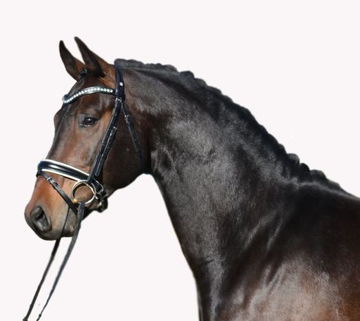 Dressage horse at Janicki Dressage