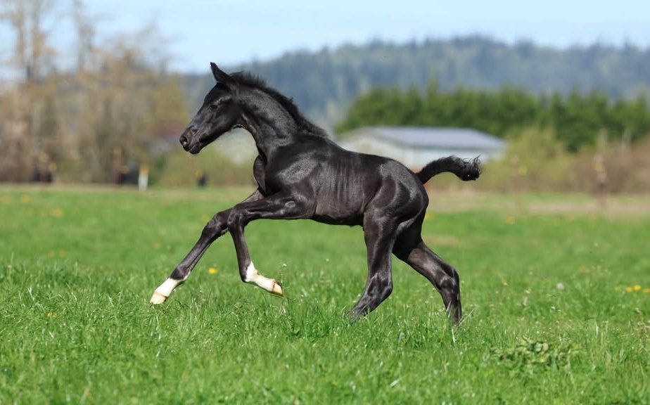 A young foal moving freely in a green pasture at Janicki Dressage