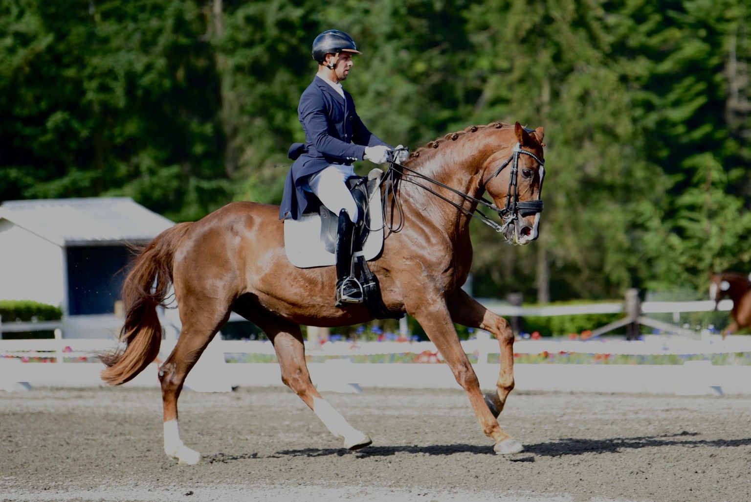 Remmington under saddle in the dressage arena