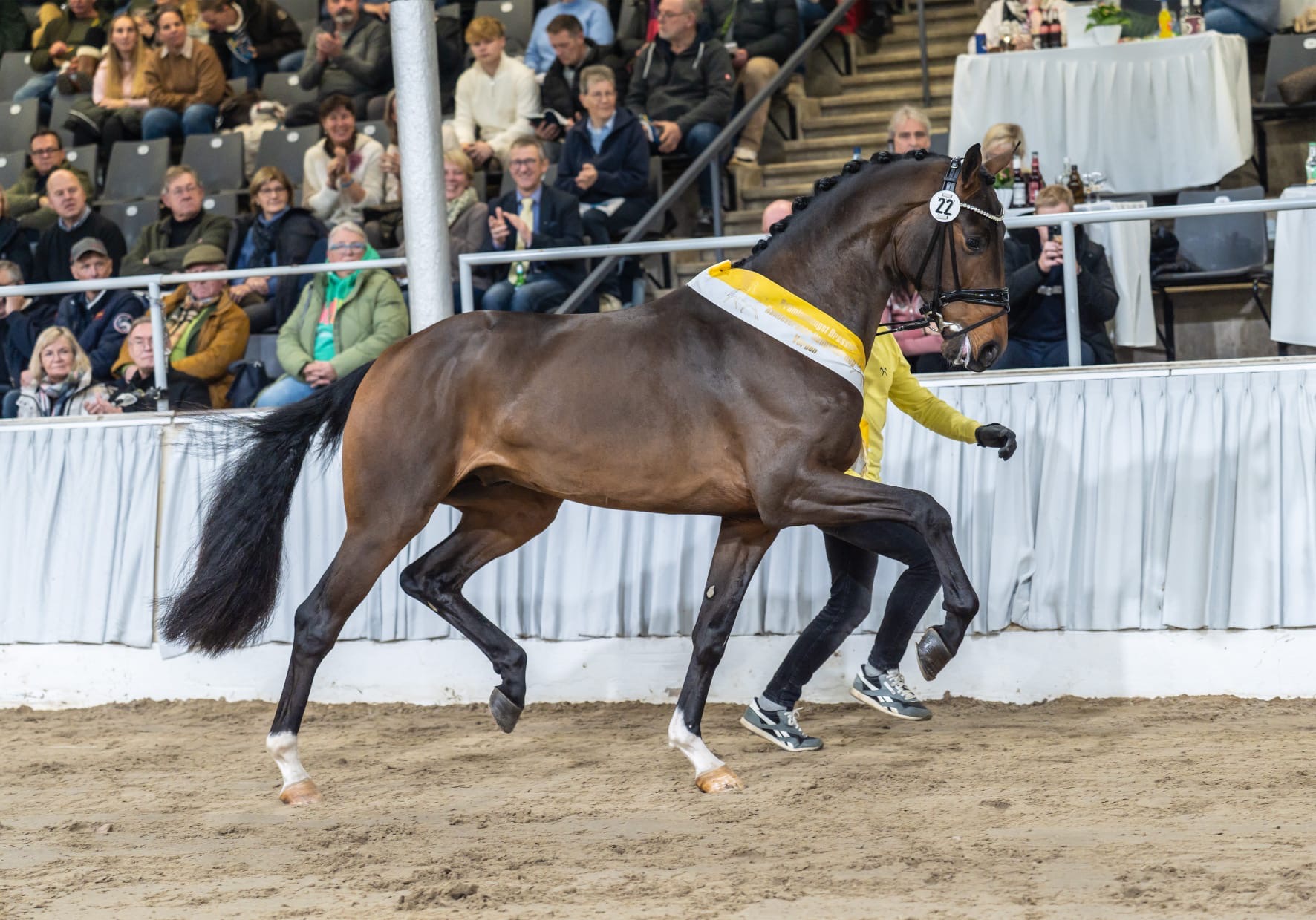 Valdric wearing his premium ribbon at the Hanoverian Stallion Licensing in Verden, Germany