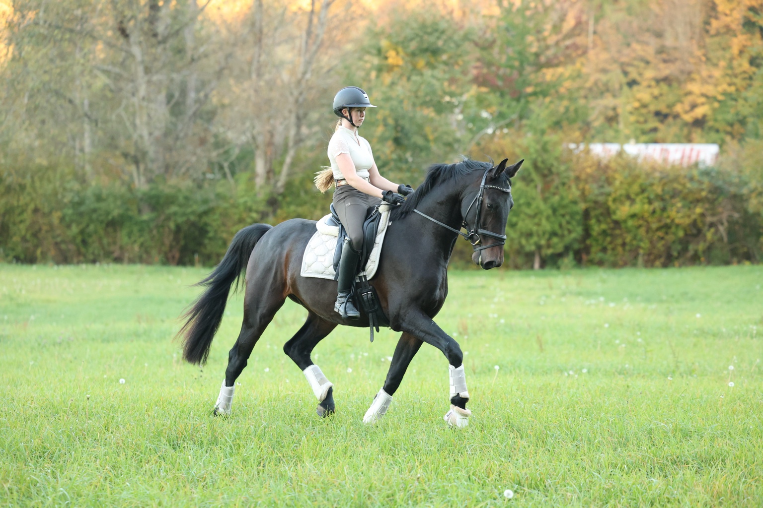 Zeus under saddle in the pasture, photo 1 of 3